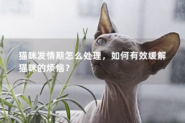 猫咪发情期怎么处理，如何有效缓解猫咪的烦恼？