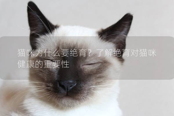 猫咪为什么要绝育？了解绝育对猫咪健康的重要性