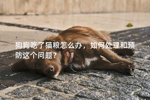 狗狗吃了猫粮怎么办，如何处理和预防这个问题？