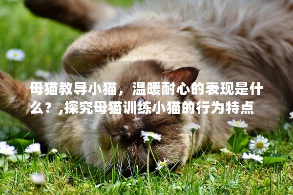 母猫教导小猫，温暖耐心的表现是什么？,探究母<a href=