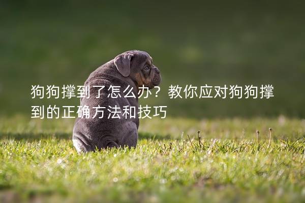 狗狗撑到了怎么办？教你应对狗狗撑到的正确方法和技巧