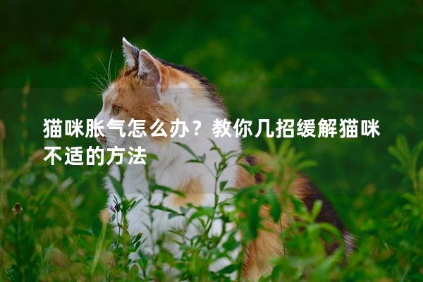 猫咪胀气怎么办？教你几招缓解猫咪不适的方法