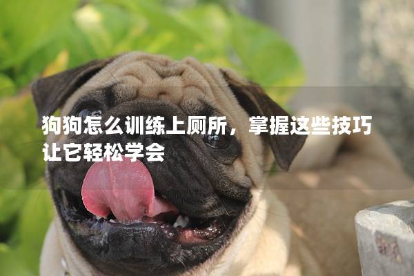 狗狗怎么训练上厕所，掌握这些技巧让它轻松学会