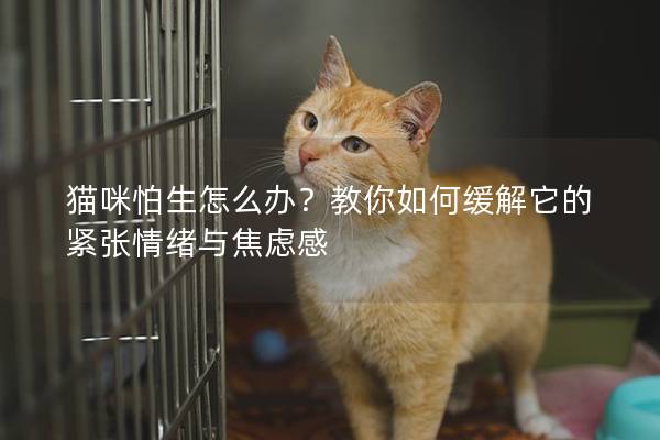 猫咪怕生怎么办？教你如何缓解它的紧张情绪与焦虑感