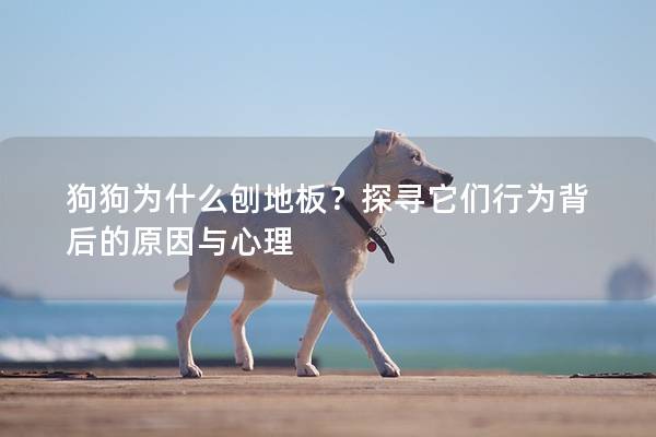 狗狗为什么刨地板？探寻它们行为背后的原因与心理