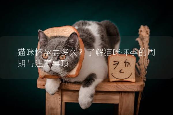 猫咪怀孕要多久？了解猫咪怀孕的周期与注意事项