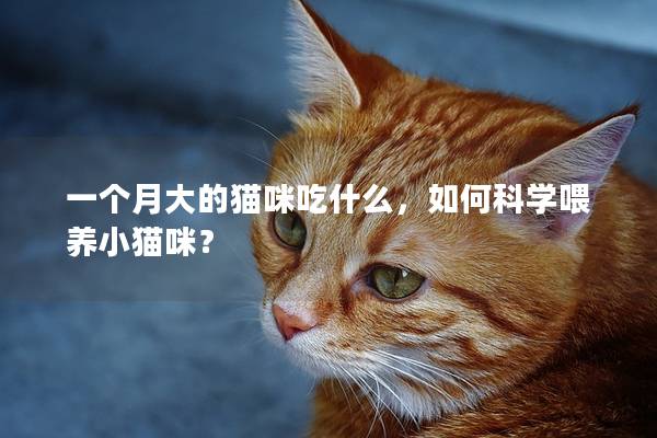 一个月大的猫咪吃什么，如何科学喂养小猫咪？