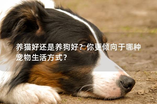 养猫好还是养狗好？你更倾向于哪种宠物生活方式？