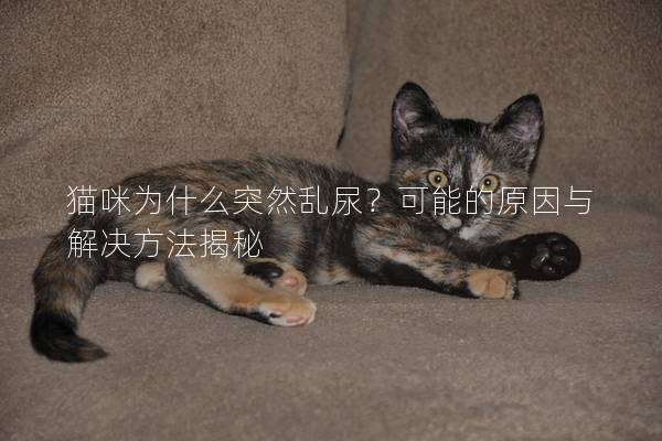 猫咪为什么突然乱尿？可能的原因与解决方法揭秘