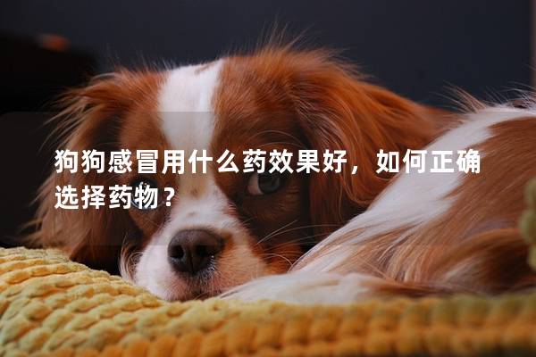 狗狗感冒用什么药效果好，如何正确选择药物？