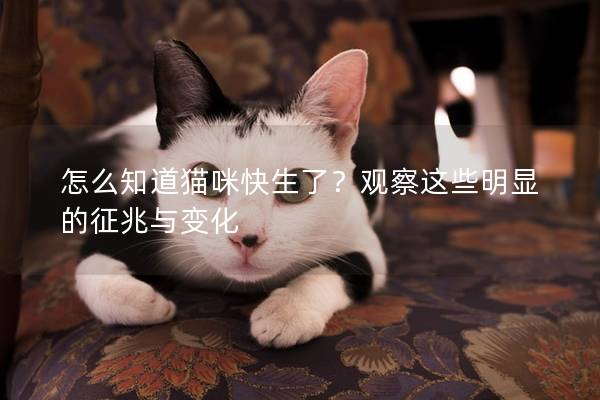 怎么知道猫咪快生了？观察这些明显的征兆与变化