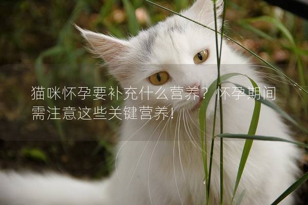 猫咪怀孕要补充什么营养？怀孕期间需注意这些关键营养!