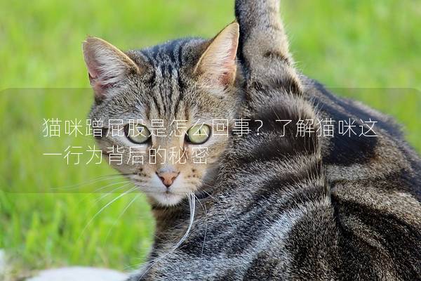 猫咪蹭屁股是怎么回事？了解猫咪这一行为背后的秘密