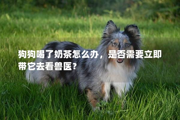 狗狗喝了奶茶怎么办，是否需要立即带它去看兽医？