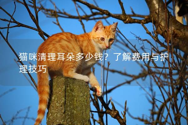 猫咪清理耳朵多少钱？了解费用与护理技巧