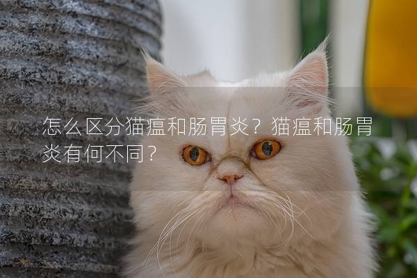 怎么区分猫瘟和肠胃炎？猫瘟和肠胃炎有何不同？