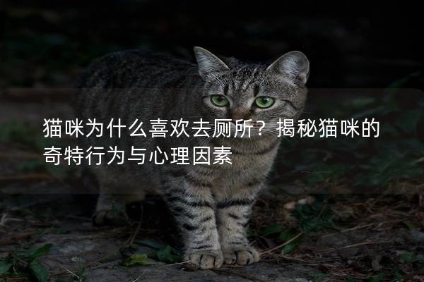 猫咪为什么喜欢去厕所？揭秘猫咪的奇特行为与心理因素