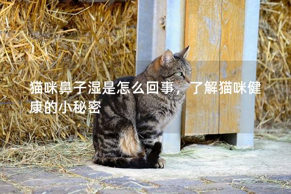 猫咪鼻子湿是怎么回事，了解猫咪健康的小秘密