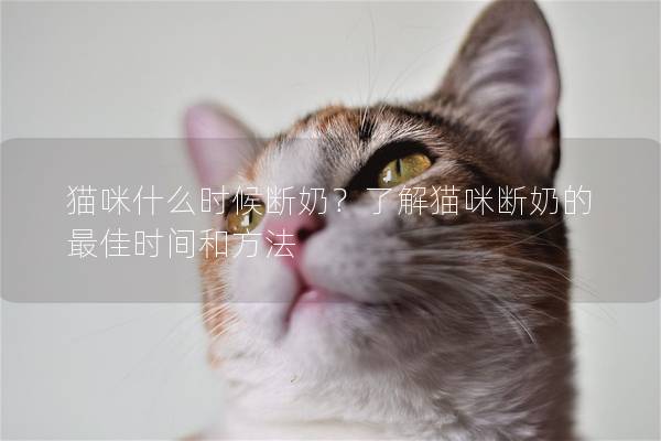 猫咪什么时候断奶？了解猫咪断奶的最佳时间和方法