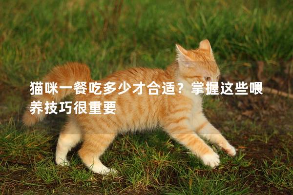 猫咪一餐吃多少才合适？掌握这些喂养技巧很重要