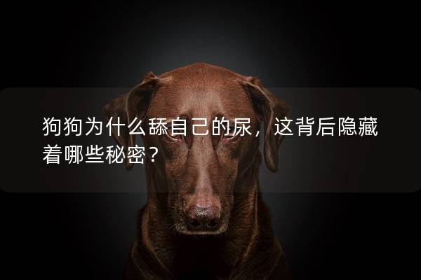 狗狗为什么舔自己的尿，这背后隐藏着哪些秘密？