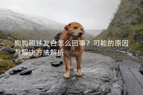 狗狗眼球发白怎么回事？可能的原因与解决方法解析