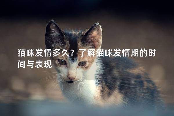 猫咪发情多久？了解猫咪发情期的时间与表现