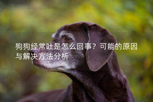 狗狗经常吐是怎么回事？可能的原因与解决方法分析