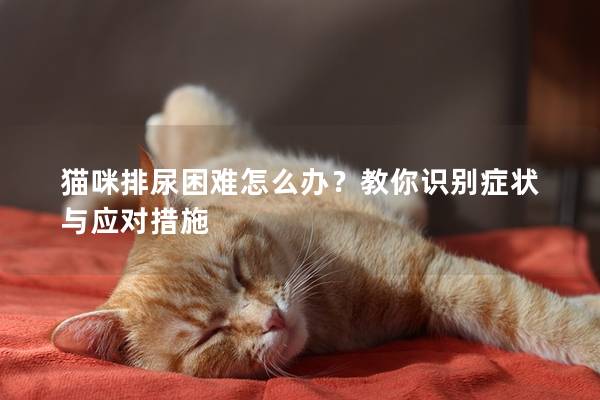 猫咪排尿困难怎么办？教你识别症状与应对措施