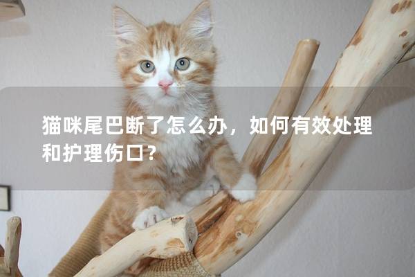 猫咪尾巴断了怎么办，如何有效处理和护理伤口？