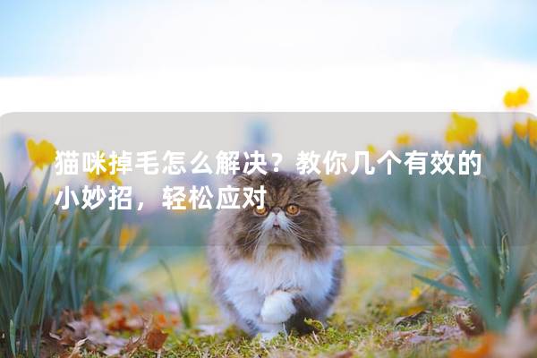 猫咪掉毛怎么解决？教你几个有效的小妙招，轻松应对