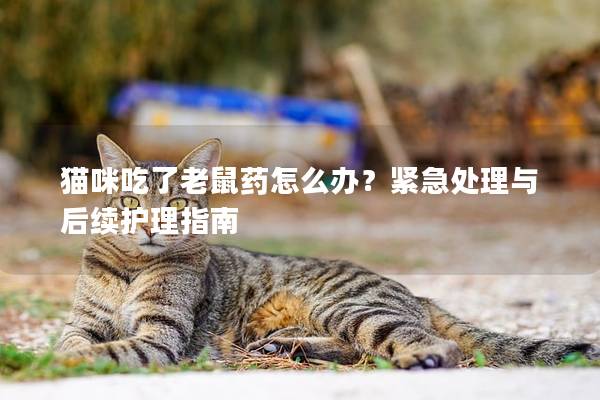 猫咪吃了老鼠药怎么办？紧急处理与后续护理指南