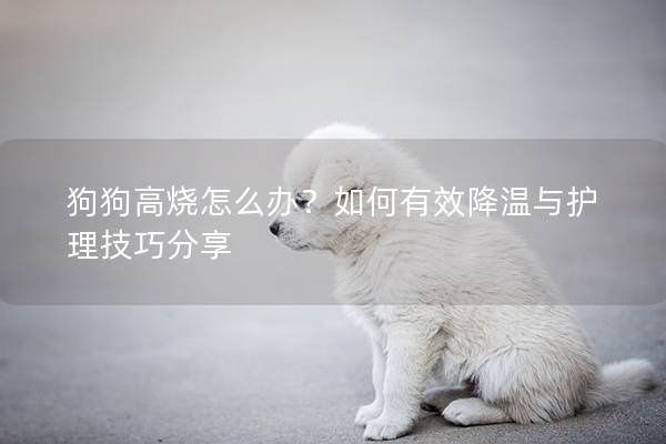 狗狗高烧怎么办？如何有效降温与护理技巧分享