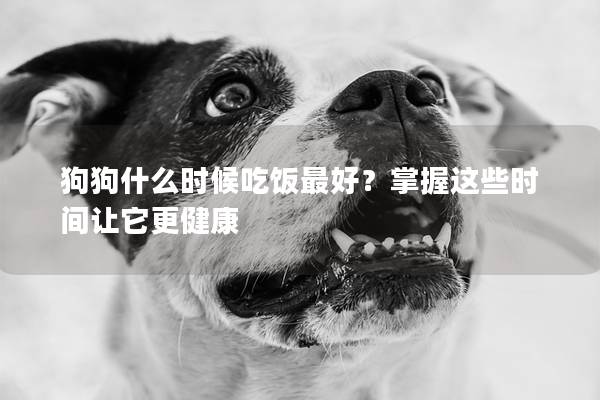 狗狗什么时候吃饭最好？掌握这些时间让它更健康