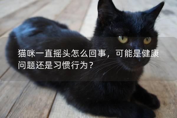 猫咪一直摇头怎么回事，可能是健康问题还是习惯行为？