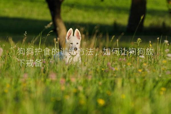 狗狗护食的训练方法，如何让狗狗放下戒备