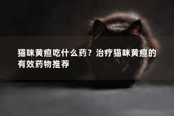 猫咪黄疸吃什么药？治疗猫咪黄疸的有效药物推荐