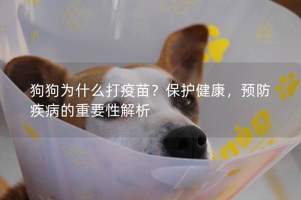 狗狗为什么打疫苗？保护健康，预防疾病的重要性解析