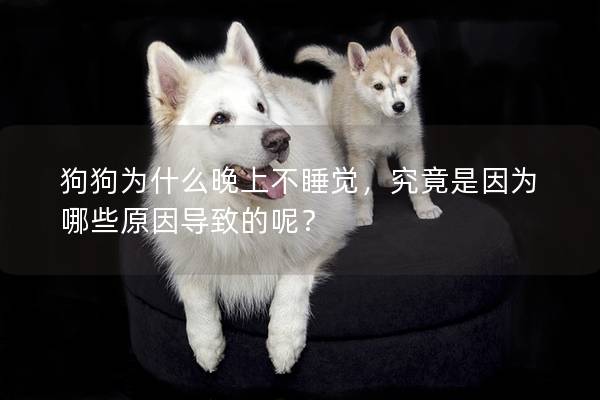 狗狗为什么晚上不睡觉，究竟是因为哪些原因导致的呢？