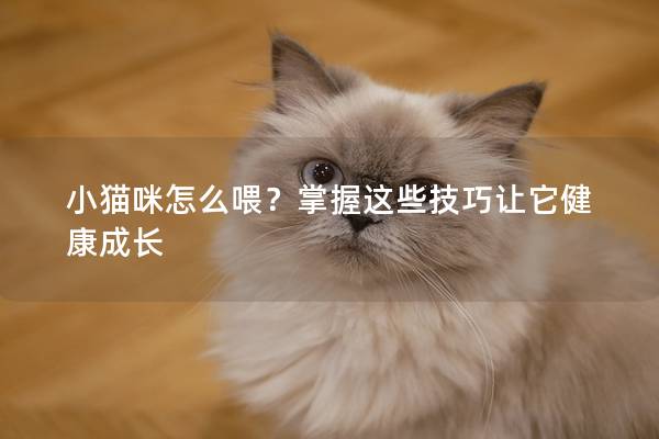 小猫咪怎么喂？掌握这些技巧让它健康成长