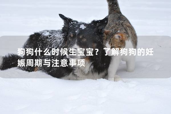 狗狗什么时候生宝宝？了解狗狗的妊娠周期与注意事项