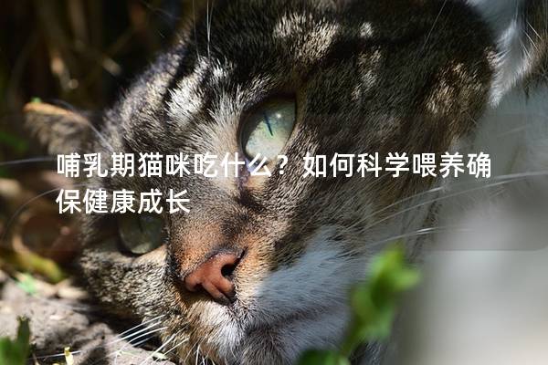 哺乳期猫咪吃什么？如何科学喂养确保健康成长