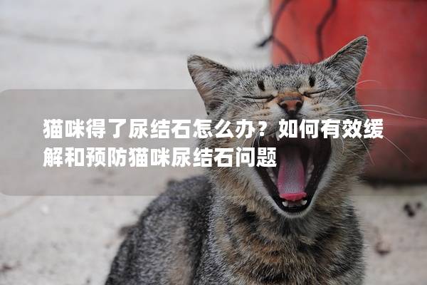 猫咪得了尿结石怎么办？如何有效缓解和预防猫咪尿结石问题