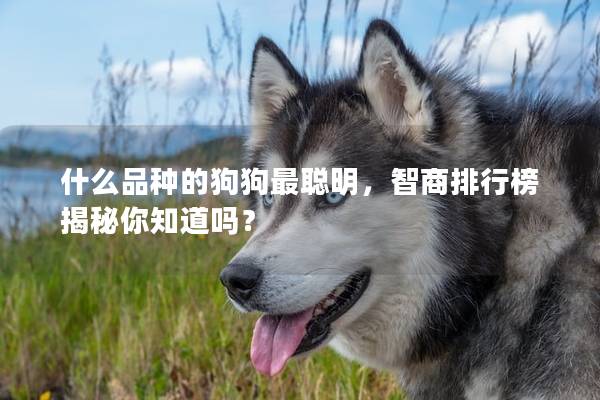 什么品种的狗狗最聪明,智商排行榜揭秘你知道吗?