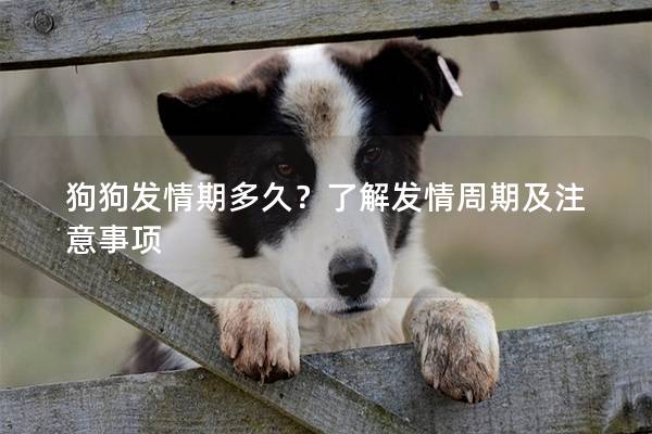 狗狗发情期多久？了解发情周期及注意事项