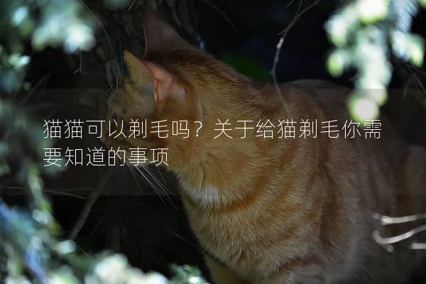 猫猫可以剃毛吗？关于给猫剃毛你需要知道的事项