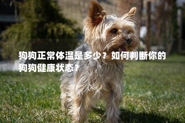 狗狗正常体温是多少？如何判断你的狗狗健康状态？