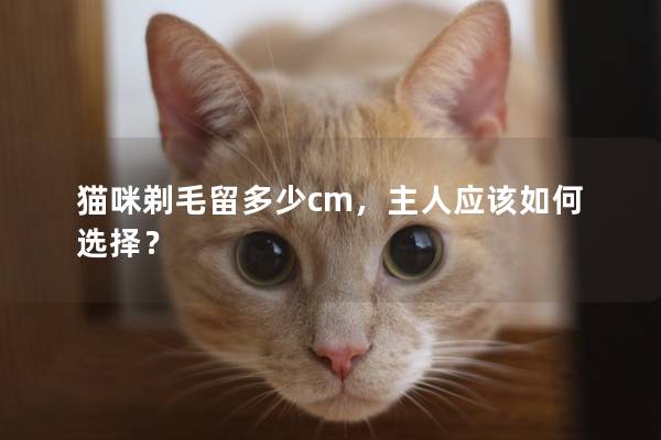 猫咪剃毛留多少cm，主人应该如何选择？