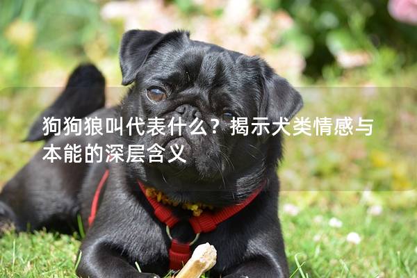 狗狗狼叫代表什么？揭示犬类情感与本能的深层含义