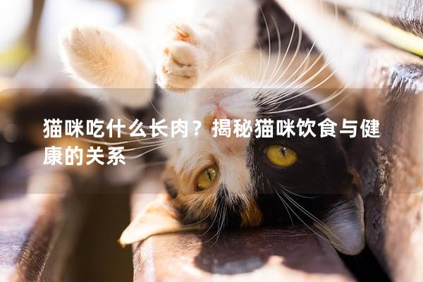 猫咪吃什么长肉？揭秘猫咪饮食与健康的关系